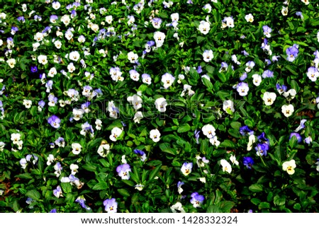heartsease or Viola tricolor, Johnny Jump up, yellow pansy, heart's ease, heart's delight, tickle-my-fancy, Jack-jump-up-and-kiss-me, come-and-cuddle-me, three faces in a hood, love-in-idleness
