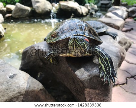 
Sea ​​turtle sitting on the stone near the pond. 