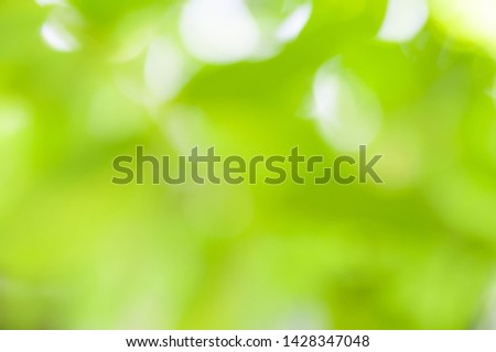 Blurred soft summer background of green leaves with bokeh effect. Background creative wallpaper for installation and design.