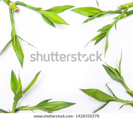 four bamboo grove with leaves on white background


