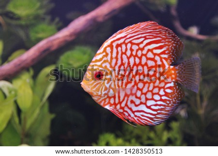 red and white discus (pompadour fish) are swimming in fish tank. Symphysodon aequifasciatus is American cichlids native to the Amazon river, South America,popular as freshwater aquarium fish.