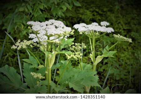 Heracleum mantegazzianum, commonly known as giant hogweed, is a monocarpic perennial herbaceous flowering plant in the family Apiaceae. cartwheel-flower, giant cow parsley, giant cow parsnip, hogsbain Royalty-Free Stock Photo #1428351140