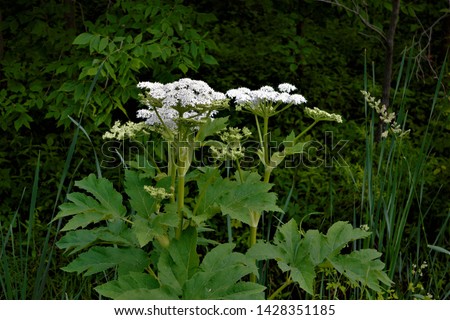 Heracleum mantegazzianum, commonly known as giant hogweed, is a monocarpic perennial herbaceous flowering plant in the family Apiaceae. cartwheel-flower, giant cow parsley, giant cow parsnip, hogsbain Royalty-Free Stock Photo #1428351185