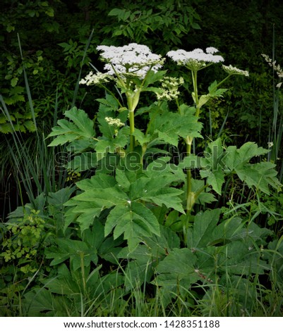 Heracleum mantegazzianum, commonly known as giant hogweed, is a monocarpic perennial herbaceous flowering plant in the family Apiaceae. cartwheel-flower, giant cow parsley, giant cow parsnip, hogsbain Royalty-Free Stock Photo #1428351188