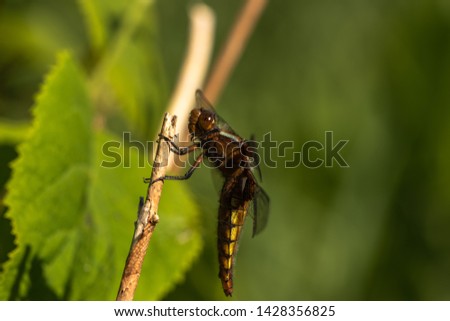 Dragonfly sitting on stick, closeup. Yellow dragonfly, macro 
