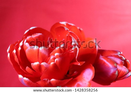 Bouquet of red tulips close-up on a red fabric background
