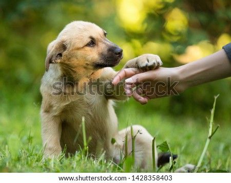 homeless puppy mixed breed mutt dog giving paw to human hand Royalty-Free Stock Photo #1428358403