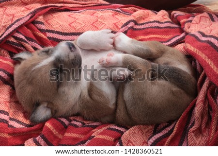 horizontal close up photography of a tiny brown and white dog, sleeping on his back with paws up, on a yellow and red cloth, with natural light outdoos