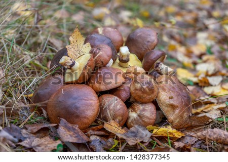 Butter mushrooms gathered by mushroomers lying on ground in autumn forest among leaves and grass. Suillus luteus or Slippery Jack edible mushrooms heap at forest edge