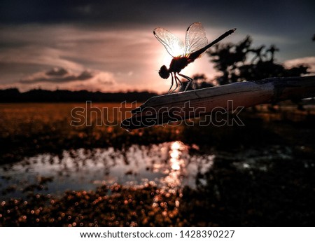 Portrait photo of a dragon fly sitting on a dry  bamboo.Landscape photo of dragon fly sitting during sunset.