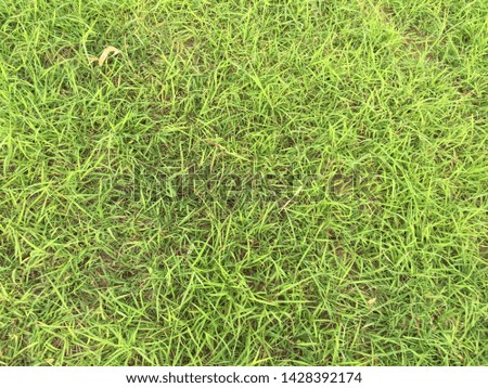 Grass field floor texture and background