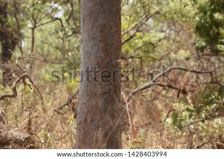 nature photography of a huge green  and brown santang tree trunk with knife deep cuts, in Senegal, Africa, growing outdoors on a sunny day
