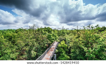 bridge over Green Beech Tree Forest 