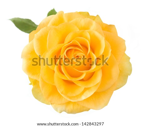 Yellow rose closeup isolated on white background