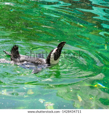 amazing urban  happy penguin in the water