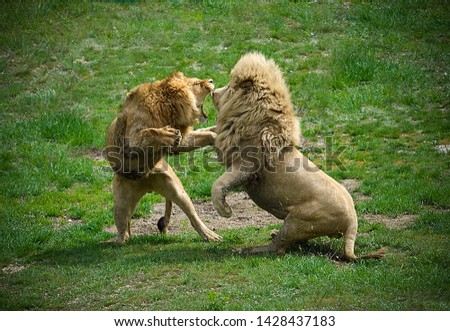 Two lions fighting each other in safari park against green grass background