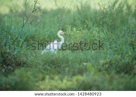 Great egret, common egret, great white heron