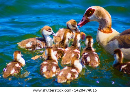 a flock of newborn brown ducks and mother swimming in the lake