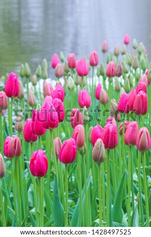 Vertical picture of fuchsia tulips taken on a misty morning in fog and rain. Raindrops on tulip flowers and in background. White light. Beautiful nature, flower. Dutch tulips