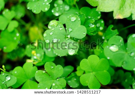 Natural background with Shamrock clover under dew drops. Shamrock symbol of luck. St patrick's day background.