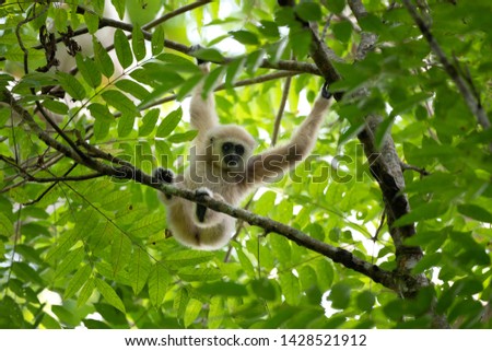 White-handed gibbon in the rain forest