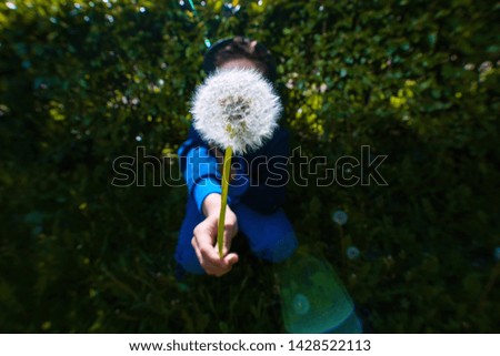 summer fluffy dandelion in hand on a green background in a clearing