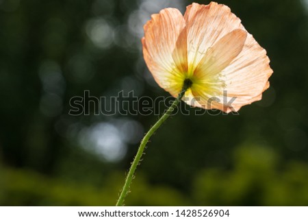 Capture the breathtaking beauty of an Iceland poppy with a long stem, viewed from below, illuminated by delicate, sunlit shades of orange.