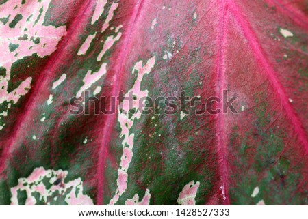 Caladium bicolor beautiful background. Red pink