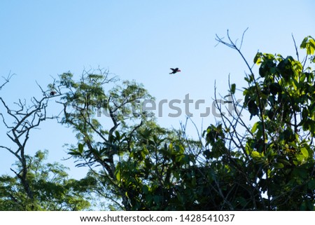 A flying Toucan bird seen through the trees in Iguazu Falls National Park, Misiones, Argentina. Toucans are native birds to the rain-forests of the Central and South America.