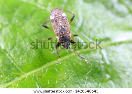 Stink bug on green leaves, North China