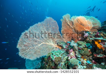 The underwater world of the Indian ocean. Sulawesi National Park. Indonesia. Asia 