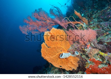 The underwater world of the Indian ocean. Sulawesi National Park. Indonesia. Asia 