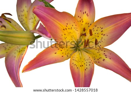 Beautiful lily on a white background