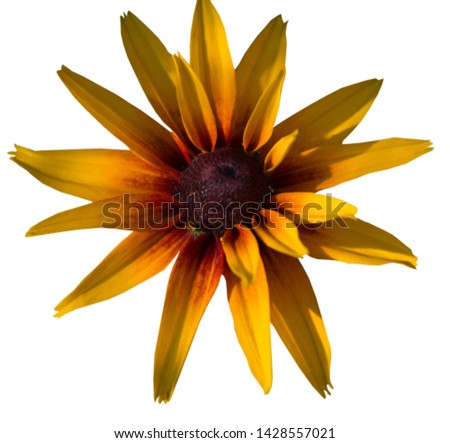 beautiful yellow flowers on a white background