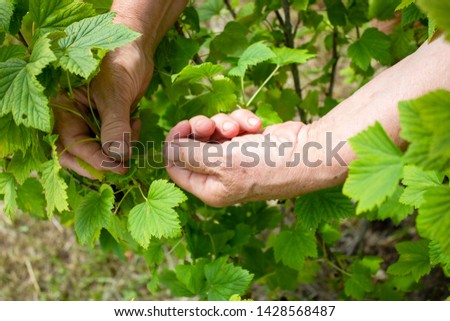 Senior woman pick up black currant berries in the garden 
