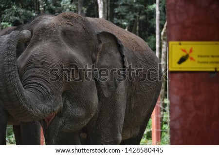 Sumatran elephants in the conservation. 