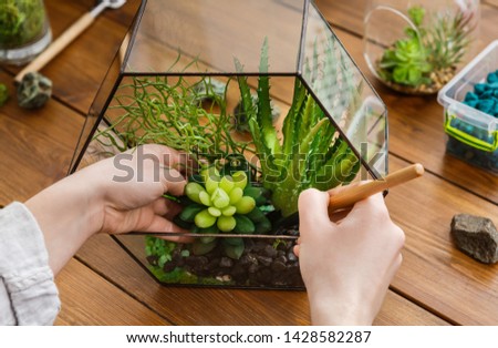 Woman transplanting succulent plants in glass florarium with various tools on table. Home gardening concept