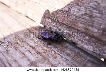 Beetle among the summer nature.