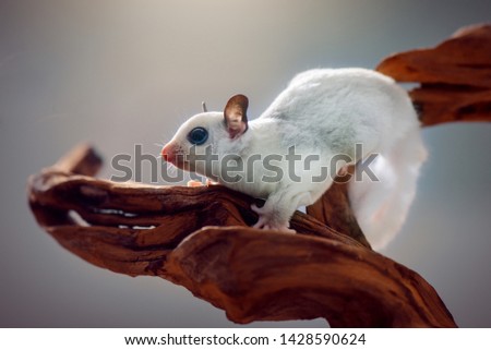 
Sugar glider on a tree branch