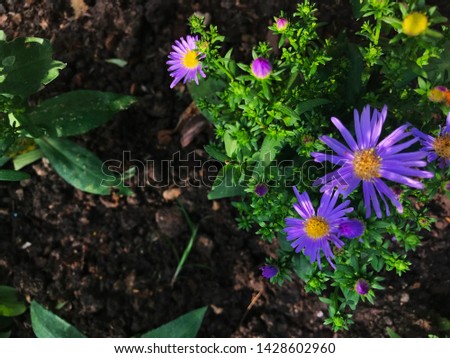 Small purple flowers on the ground