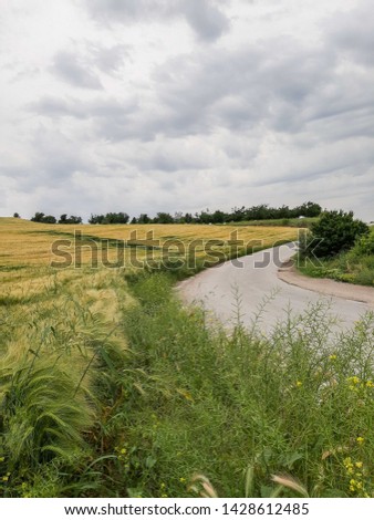 Image of wheat field, roadside golden-green field, landscape