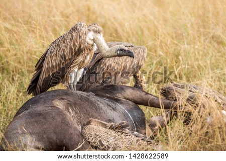 Griffon Vulture (Gyps fulvus) eating carrion, bones and meat