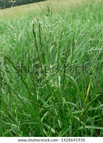 
Flowered grass - Usually these are plants of the lipstick family (Poaceae)