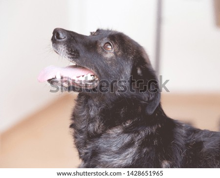Adopted Black dog from shelter