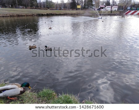 Ducks in a local lake, Russia 