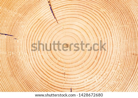 Sawn off logs exposing cross-section with cracks. Closeup. Texture of background Royalty-Free Stock Photo #1428672680