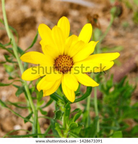 The fluffy decorative yellow flower