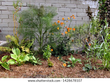 border plants against a grey wall