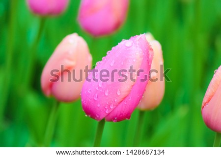 Macro flower picture of young pink tulip with blurred green background. Raindrops, morning dew drops on colorful petals. Holland tulips. Netherlands, Dutch. Beautiful flowers.