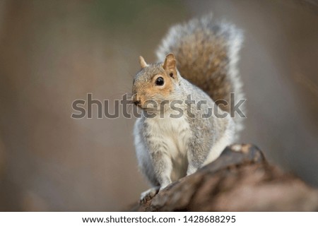 A Gray Squirrel pauses on a log and looks out alertly in soft lighting with a smooth green background.